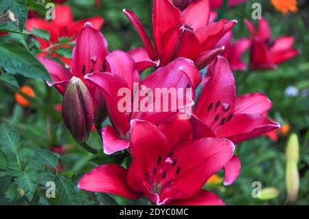 Schöne helle Taglilien in einem Blumenbeet. Rote Blüten sind Taglilien oder Hemerocallis. Taglilien auf einem Hintergrund von grünen Blättern. Blumenbeete im g Stockfoto