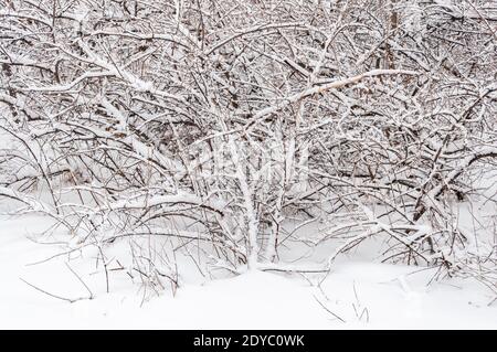 Büsche bedeckt mit Schnee im Park. Die Pflanzen im Winterwald sind mit Frost bedeckt. Stockfoto