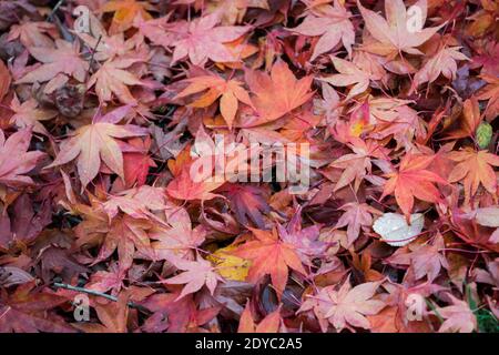 Amur-Ahorn, Acer japonicum, Stockfoto