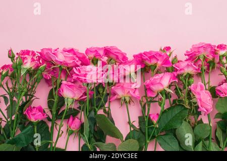 Valentinstag. Blumenrahmen mit rosa Rosen Blumen auf rosa Hintergrund. Flach liegend, Draufsicht. Stockfoto