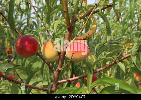 Eine Nahaufnahme von reifen Pfirsichen in einem Pfirsichbaum-Obstgarten in Palisade, Colorado Stockfoto