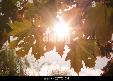 Herbstbaum Sonnenstrahlen Stockfoto