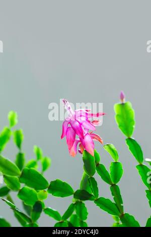 Nahaufnahme von Zygocactus, schlumbergera Pflanze mit grünen Blättern und rosa Blüten Stockfoto