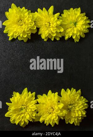 Dunkelgrauer Hintergrund mit gelben Chrysantheme Blüten an den Seiten, florales Dekor, Platz für Text, goldene Gänseblümchen Stockfoto