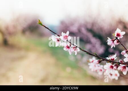 Im Garten blühender Pfirsichbaum Stockfoto