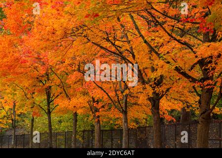 WA18854-00...WASHINGTON - Bäume säumen die Straße durch Stadtpark an einem regnerischen Herbsttag in Renton, Washington. Stockfoto