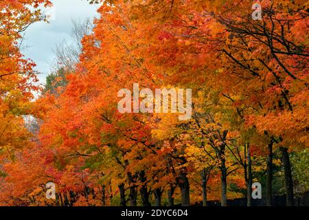 WA18857-00...WASHINGTON - Bäume säumen die Straße durch Stadtpark an einem regnerischen Herbsttag in Renton, Washington. Stockfoto