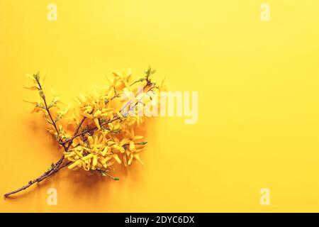 Forsythia Baum Zweig mit Blumen auf weichem gelben Hintergrund Stockfoto