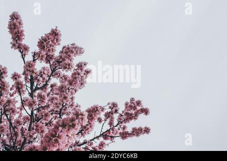 Hintergrund Frühlingsbild mit blühenden Ästen Stockfoto
