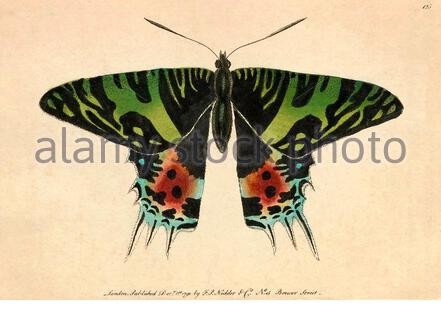 Madagaskische Sonnenuntergang Moth (Chrysiridia rhipheus), Vintage-Illustration veröffentlicht in der Naturalist's Miscellany von 1789 Stockfoto