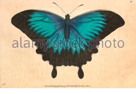 Ulysses Schmetterling (Papilio ulysses), Vintage Illustration veröffentlicht in der Naturalist's Miscellany von 1789 Stockfoto