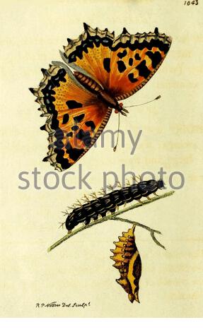 Großer Tortoiseshell-Schmetterling (Nymphalis polychloros), Vintage-Illustration veröffentlicht in der Naturalist's Miscellany von 1789 Stockfoto