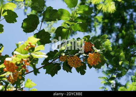 August im Garten, ein sonniger Sommertag, Wachlder-Rosenfrüchte von unten vor dem Hintergrund des Himmels gesehen Stockfoto
