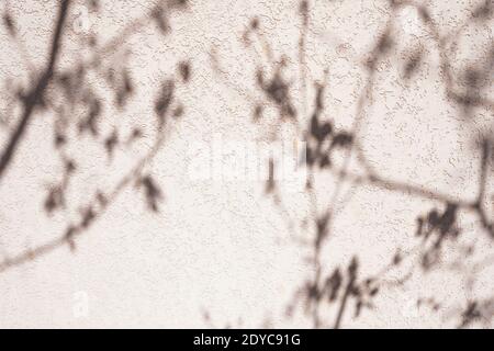 Baum Blätter Schatten auf rosa Wand Natur abstrakter Hintergrund Stockfoto