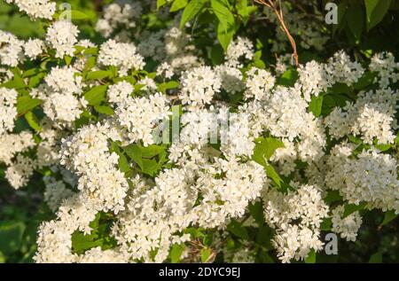 Kleine weiße Blumen auf einem Busch im Frühlingspark. Deutzia lemoinei Pflanze. Stockfoto