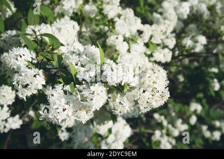 Kleine weiße Blumen auf einem Busch im Frühlingspark. Deutzia lemoinei Pflanze. Stockfoto