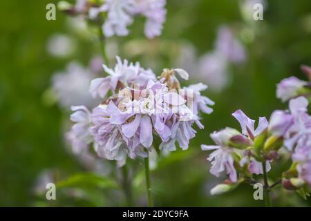 Saponaria officinalis weiße Blumen im Sommergarten. Gewöhnliches Seifenkraut, Hüpfwette, Krähenseife, wilde, süße William-Pflanze. Stockfoto