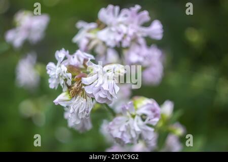 Saponaria officinalis weiße Blumen im Sommergarten. Gewöhnliches Seifenkraut, Hüpfwette, Krähenseife, wilde, süße William-Pflanze. Stockfoto