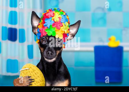 prag Ratter Hund unter der Dusche mit Kappe, in der Badewanne, Waschen und Reinigen mit Schwamm Stockfoto