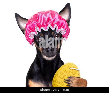 prag Ratter Hund unter der Dusche mit Kappe, in der Badewanne, Waschen und Reinigen mit Schwamm Stockfoto