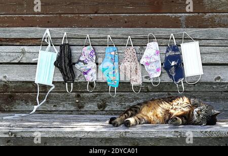 Auch Katzen können Corona bekommen. Verschiedene Schutzmasken und eine Katze symbolisch für Covid-19 Stockfoto