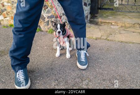 Boston Terrier Welpe trägt einen rosa Mantel und Blei. Sie sitzt draußen auf dem Asphalt zwischen den Beinen ihrer Besitzer. Sie sieht ein bisschen schüchtern oder schüchtern aus, um übervorsichtiger zu sein Stockfoto