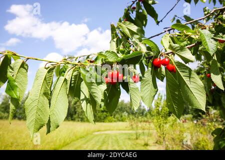 Süße Kirschfrüchte. Pflanze Prunus avium. Reife rote Beeren auf Baumzweig im Sommergarten im Sonnenlicht Stockfoto