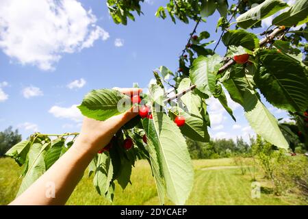 Sammelvorgang für süße Kirschfrüchte. Pflanze Prunus avium. Reife rote Beeren auf Baumzweig im Sommergarten im Sonnenlicht. Stockfoto