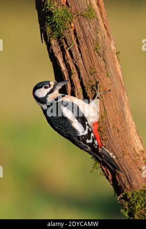 Ein erwachsener Männchen Buntspecht (Dendrocopos major) Auf einem Baumstamm in einem Garten in Großbritannien Stockfoto