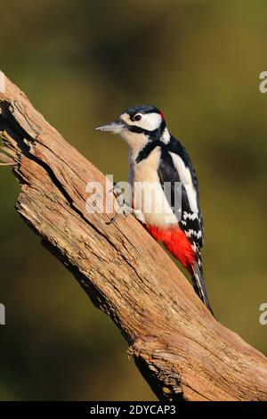 Ein erwachsener Männchen Buntspecht (Dendrocopos major) Auf einem Baumstamm in einem Garten in Großbritannien Stockfoto