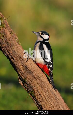 Ein erwachsener Männchen Buntspecht (Dendrocopos major) Auf einem Baumstamm in einem Garten in Großbritannien Stockfoto