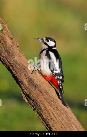 Ein erwachsener Männchen Buntspecht (Dendrocopos major) Auf einem Baumstamm in einem Garten in Großbritannien Stockfoto