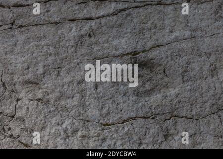Oberfläche eines Felsbrocks, auf dem ein Dinosaurier-Fußabdruck aufgedruckt ist, Monte Resettum, Friaul, Italien. Stockfoto