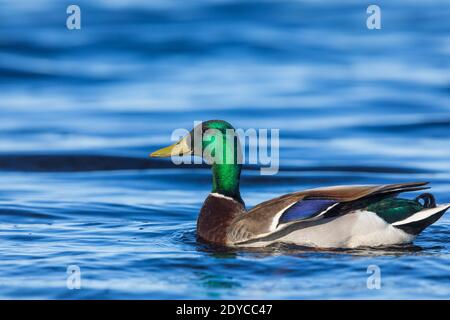 Drake Mallard im Norden von Wisconsin. Stockfoto