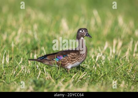 Hühnerstall in einem Feld im Norden von Wisconsin. Stockfoto