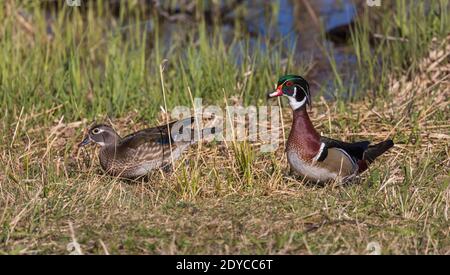 Paar Holzenten im Norden von Wisconsin. Stockfoto