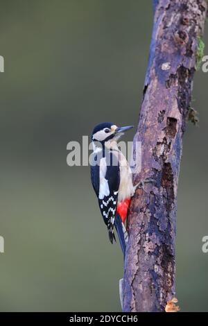 Eine Erwachsene weibliche Buntspecht (Dendrocopos major) Fütterung auf einem Baumstamm in einem Garten in der VEREINIGTES KÖNIGREICH Stockfoto