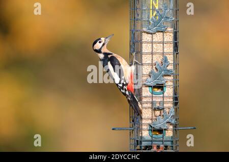 Eine Erwachsene weibliche Buntspecht (Dendrocopos major) Auf einem Vogelfutterhäuschen in einem Garten in Großbritannien Stockfoto