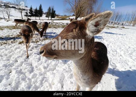 Nahaufnahme eines weiblichen Damhirsches im Winter in Der Schnee Stockfoto