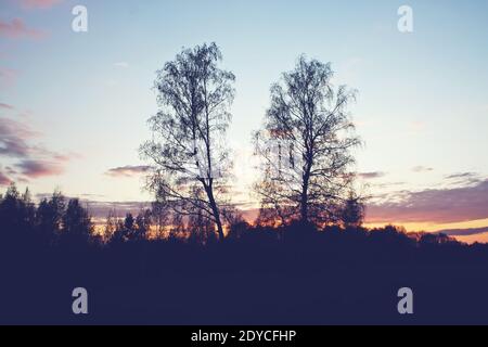 Schöne helle Frühling Sonnenuntergang in der Landschaft mit Birken auf dem Abendhimmel Hintergrund. Stockfoto