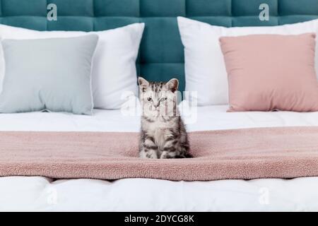 Kleine Schottische Klappkätzchen auf dem Bett Stockfoto