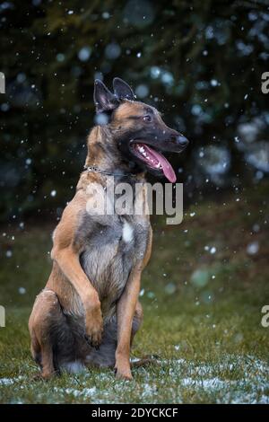 Belgischer Schäferhund (Malinois) sitzend, verschneiten Wintertag Stockfoto