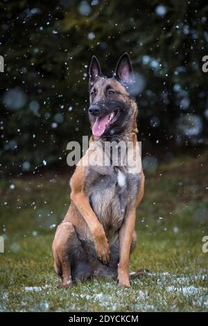 Belgischer Schäferhund (Malinois) sitzend, verschneiten Wintertag Stockfoto