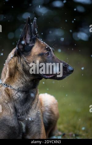 Belgischer Schäferhund (Malinois) Porträt, verschneiten Wintertag Stockfoto