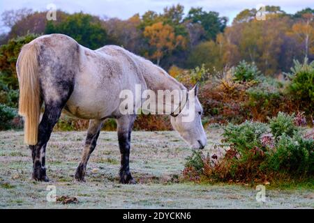 An einem frostigen Herbstmorgen in New Forest, etwas außerhalb von Brockenhurst. Weißes Pony grast herum auf dem mattierten Boden, Stockfoto