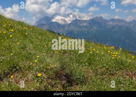 Sommerblüte von gemeinen Butterblumen auf alpiner Wiese.der wissenschaftliche Name ist Ranunculus acris. Mount Marmolada verschwommen im Hintergrund Stockfoto