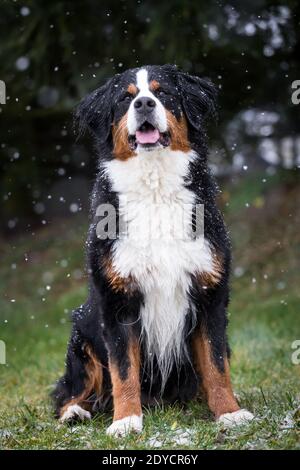 Berner Sennenhund sitzend, verschneite Wintertage Stockfoto