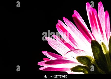 Schöne Rückseite einer Gänseblümchen, beleuchtet in Transparenz mit Kopierraum Stockfoto