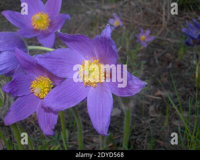 Zarte lila Blüten mit goldenem Zentrum an einem sonnigen Frühlingstag. Rote Marienkäfer sitzt in einer lila Frühlingsblume. Pulsatilla patiniert oder verbreitet Anemon Stockfoto