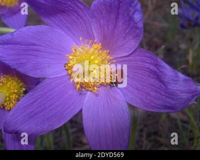 Ein roter Marienkäfer sitzt in einer Frühlingsblume mit leuchtend violetten Blütenblättern und einem gelben Zentrum an einem sonnigen Apriltag. Pulsatilla patenseastern oder pasqueflower. Stockfoto